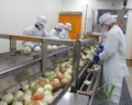 CBTP - 05 Sơ chế và đóng gói hành củ 